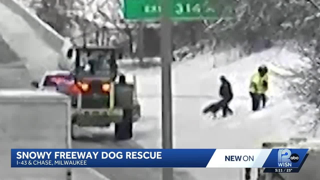 Milwaukee deputies rescue 2 stranded dogs from busy I-43 freeway