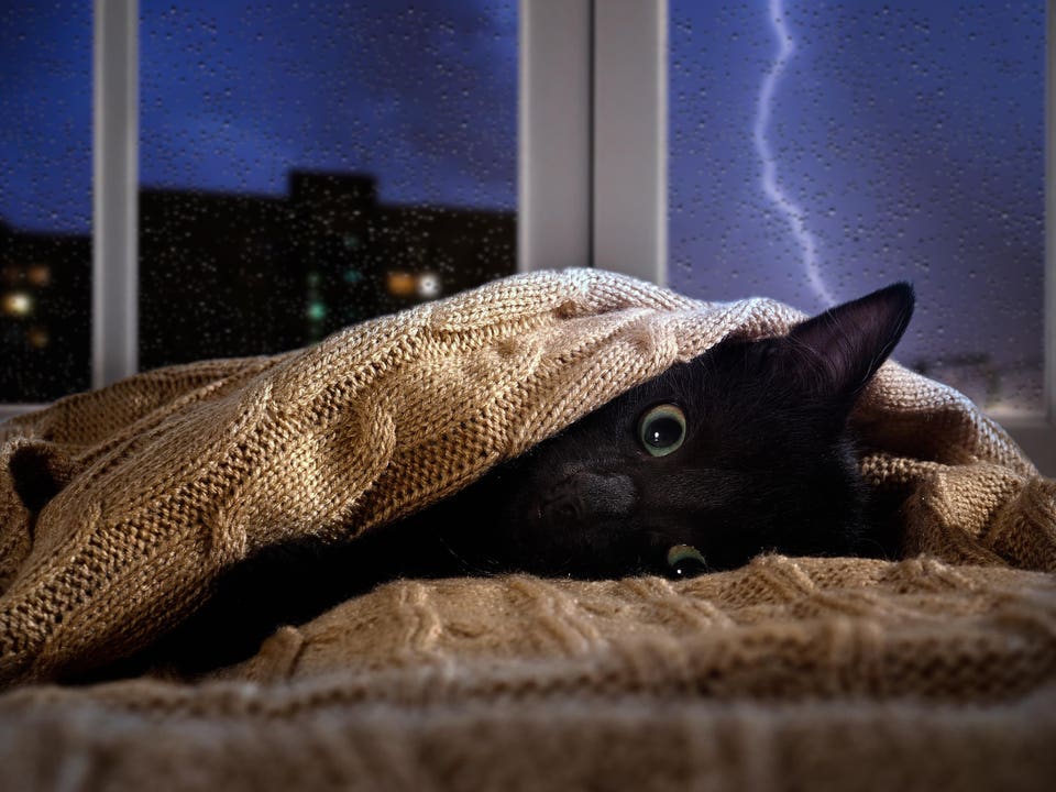 Cat scared of thunder and lightning outside the window. Kitten hiding under the blanket